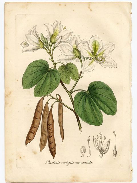 Hong Kong Orchid botanical plate