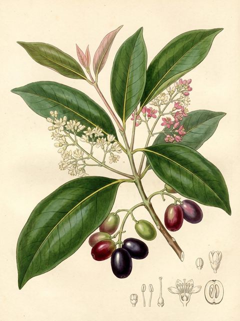 Java Plum botanical plate
