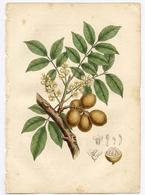 Langsat botanical plate