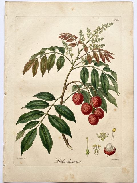 Lychee botanical plate