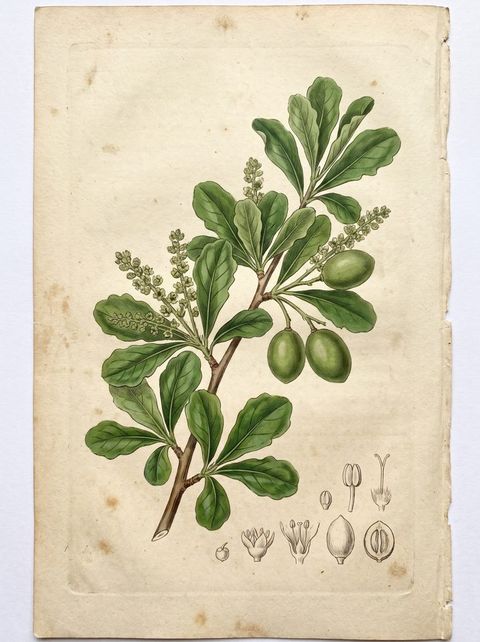 Madagascar Almond botanical plate