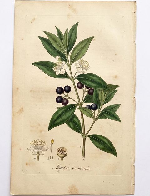 Mirto botanical plate