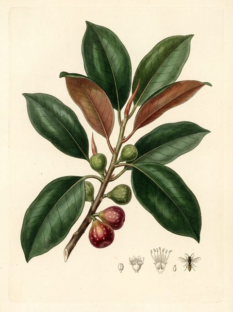 Moreton Bay Fig botanical plate