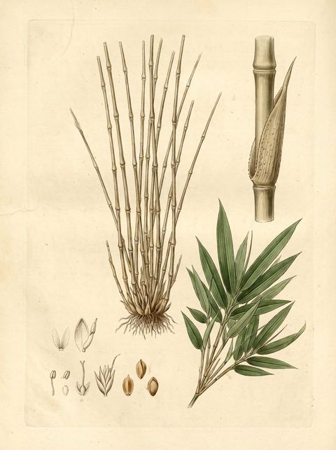 Multiplex Fernleaf botanical plate