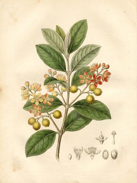 Nance botanical plate