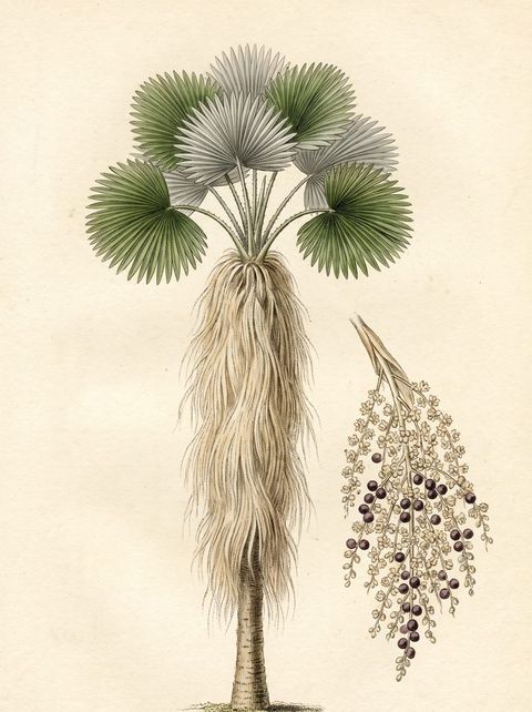 Old Man Palm botanical plate