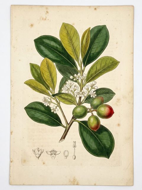 Paradise Plum botanical plate