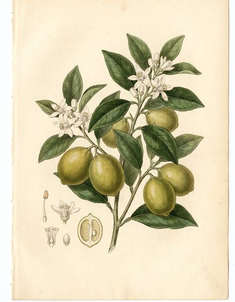 Persian lime, Tahitian lime botanical plate