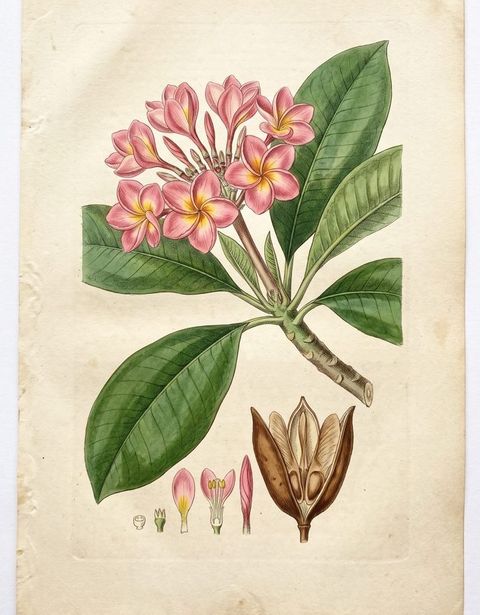 Pink Frangipani botanical plate