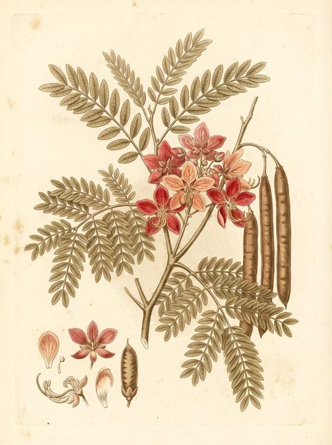 Pink Shower Tree botanical plate