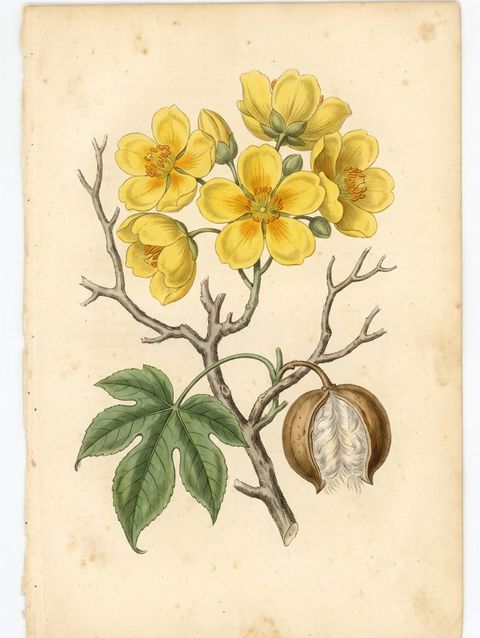 Poroporo botanical plate