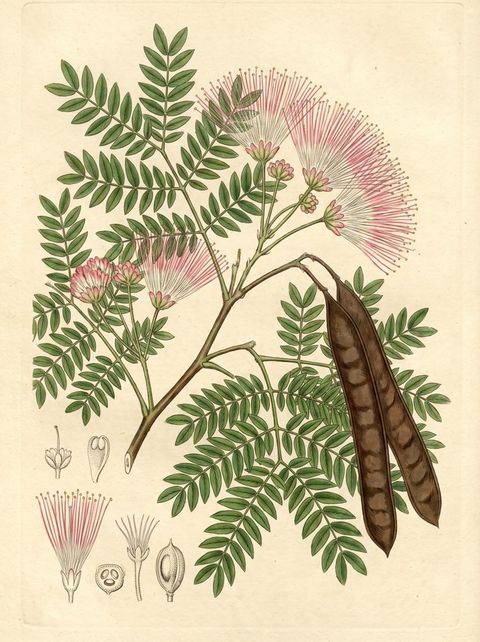 Rain Tree or Monkeypod Tree botanical plate