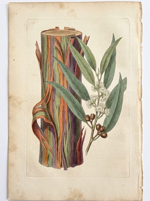Rainbow Eucalyptus botanical plate