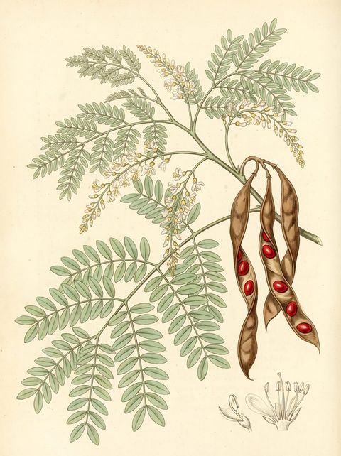 Red Sandalwood botanical plate