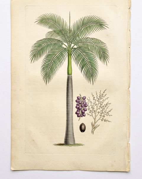 Royal Palm botanical plate