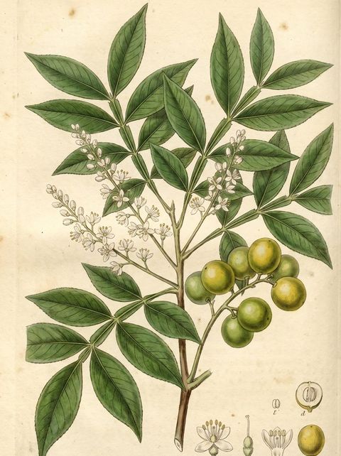 Spanish Lime botanical plate