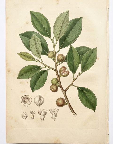 Strangler fig botanical plate