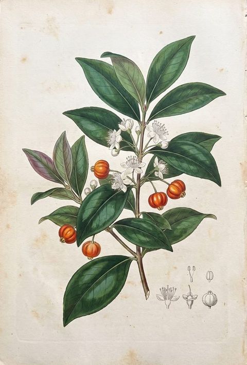 Surinam Cherry botanical plate