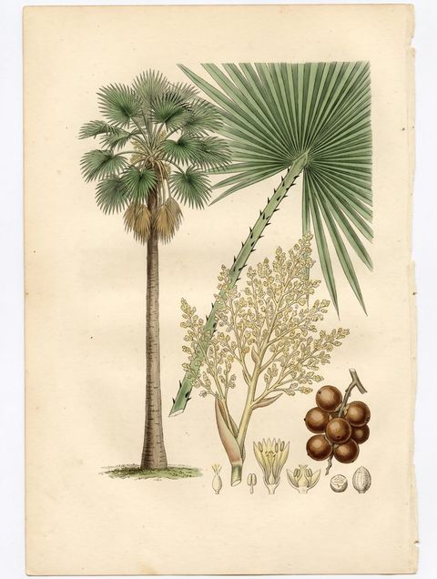 Talipot Palm botanical plate