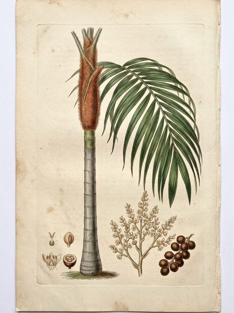 Teddy Bear Palm botanical plate