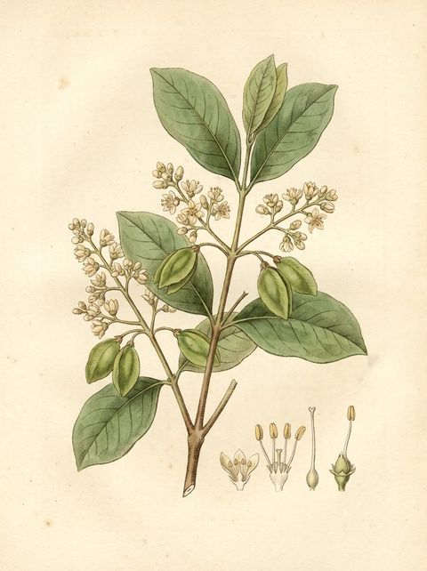 Terminalia Oblonga botanical plate