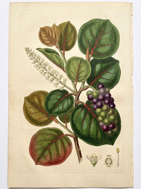 Uva Playa Gr. botanical plate