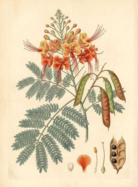 Yellow Peacock Flower botanical plate
