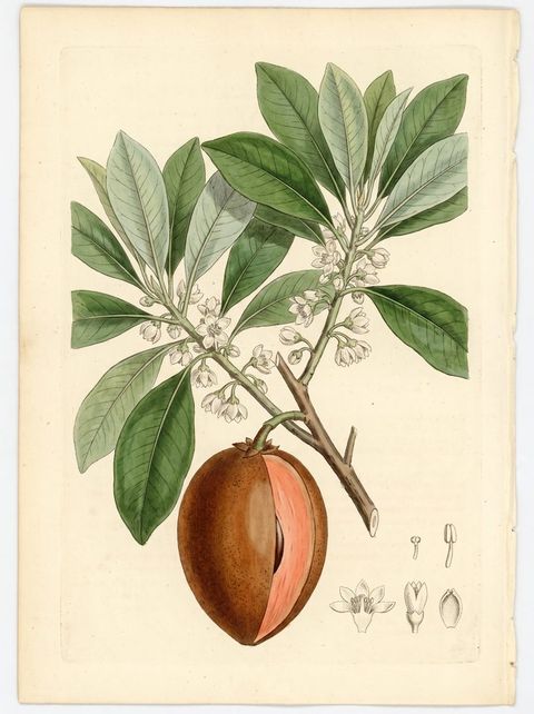 Zapote Magana botanical plate